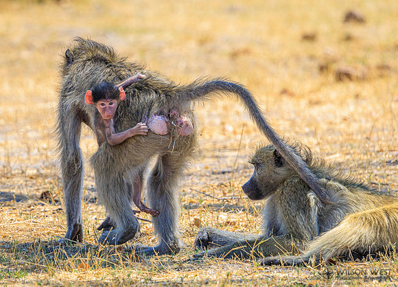 Baboon