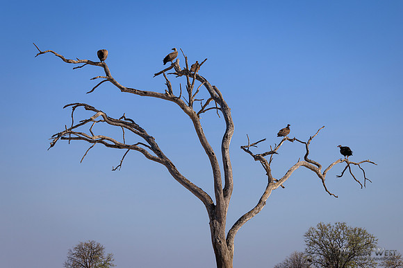 White-backed Vulture