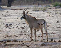 Roan Antelope
