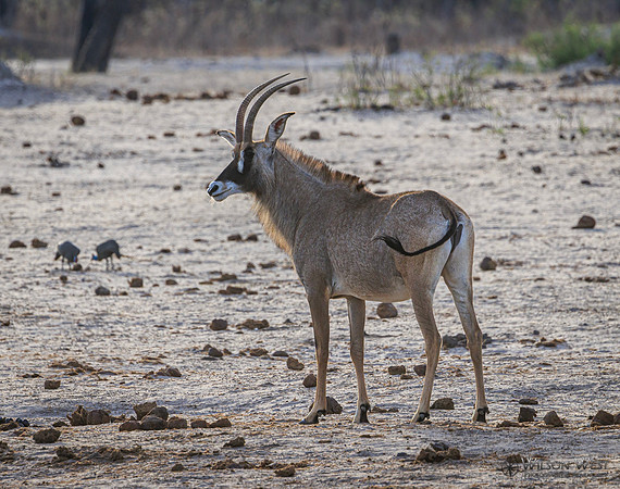 Roan Antelope