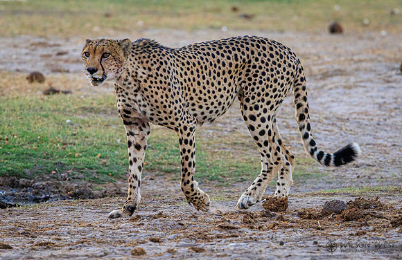 Cheetah