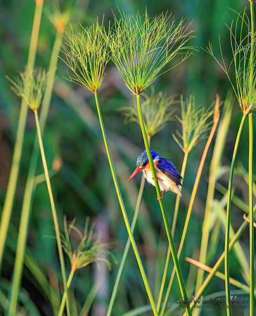 Malachite Kingfisher