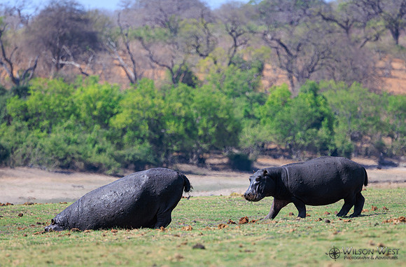 Hippopotamus