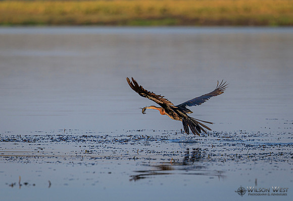 African Darter