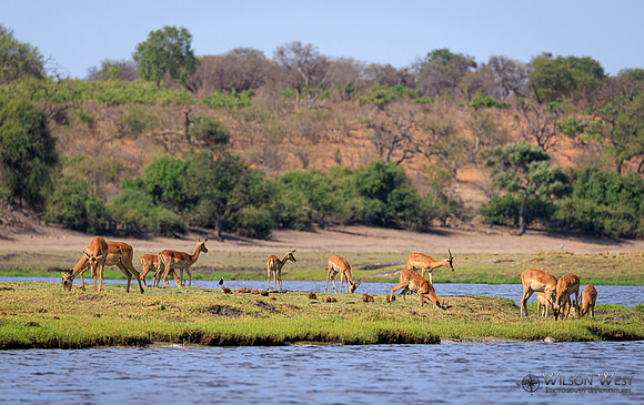 Impala