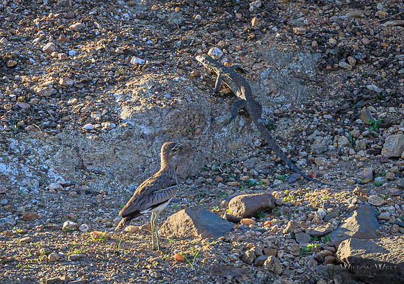 Thick-knee