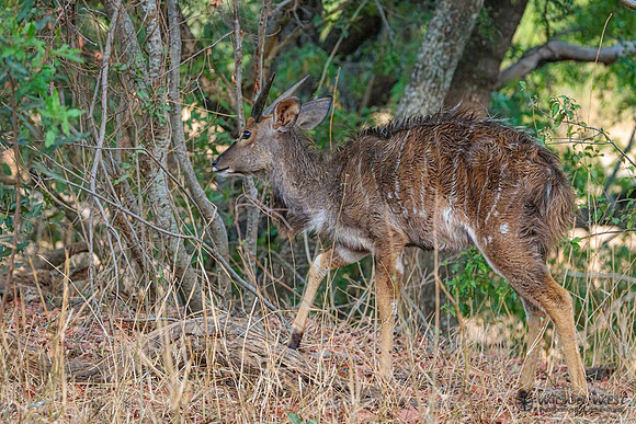 Nyala