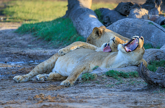 Lion