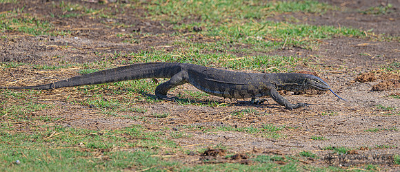 Water Monitor