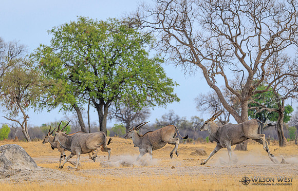 Eland