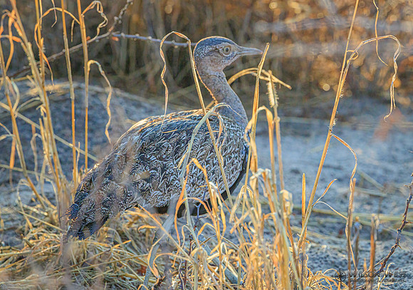 Red-crested Bustard/Korhaan