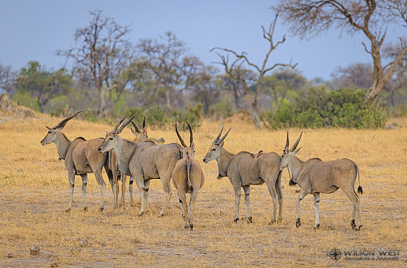 Eland