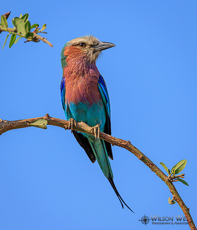 Lilac-breasted Roller