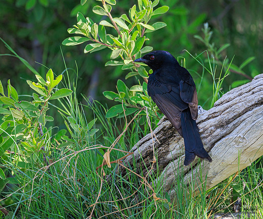 Fork-tailed Drongo
