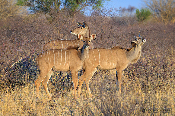 Greater Kudu