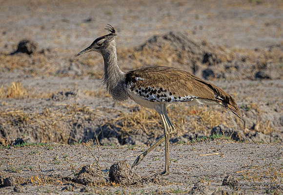 Kori Bustard