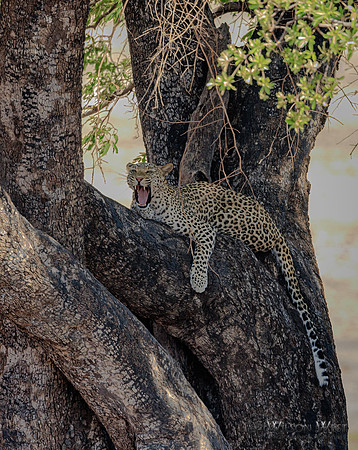 Leopard