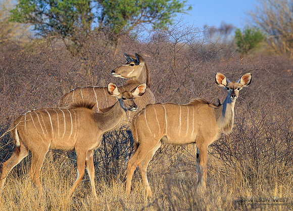 Greater Kudu