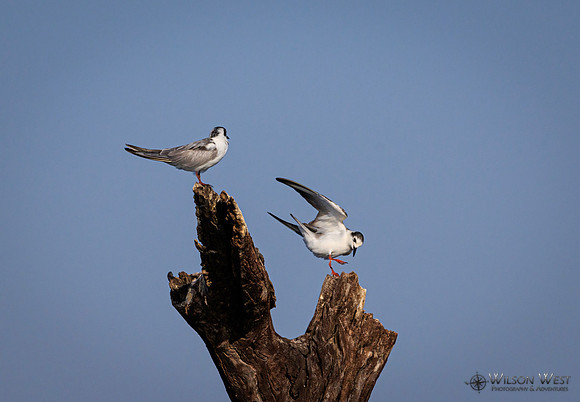 Whiskered Tern
