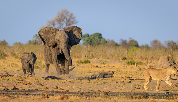 Lion, Elephant