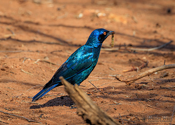 Cape Starling