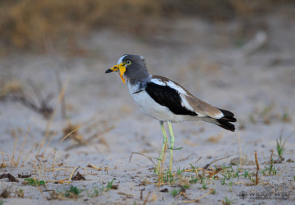 White-crowned Lapwing