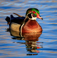 Boulder City Wood Ducks 1-2015