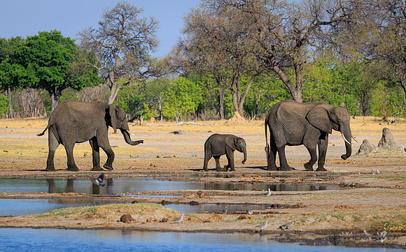 Elephant