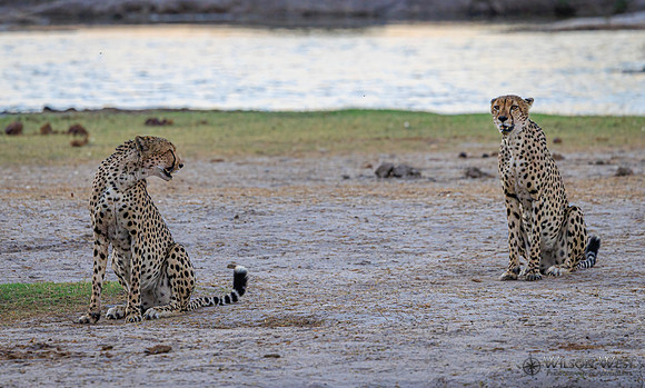 Cheetah