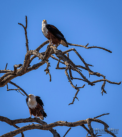 African Fish Eagle