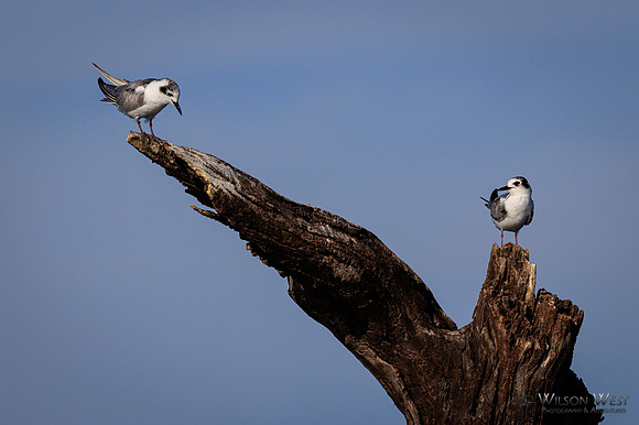 Whiskered Tern