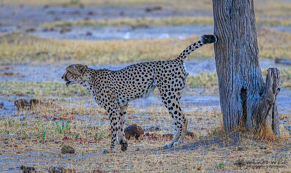 Cheetah