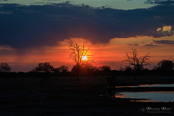 Sunset, Elephants