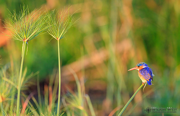 Malachite Kingfisher