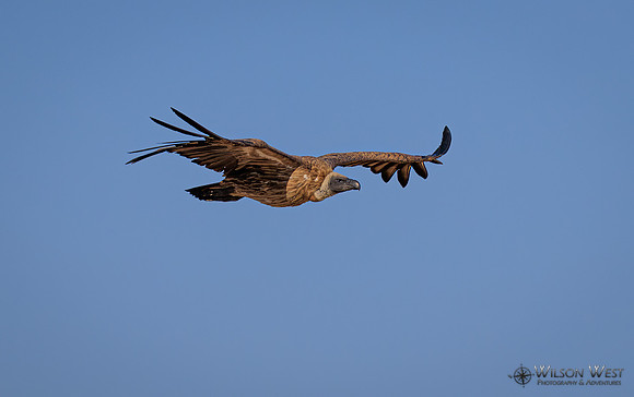 White-backed Vulture