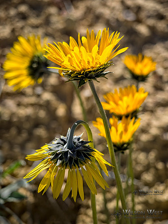 Sunray