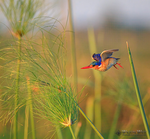 Malachite Kingfisher