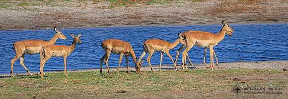 Impala