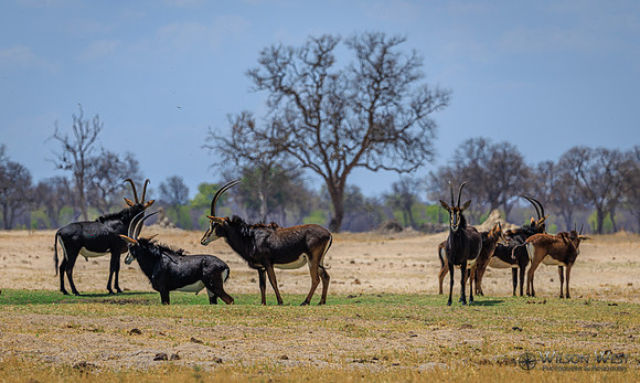Sable Antelope