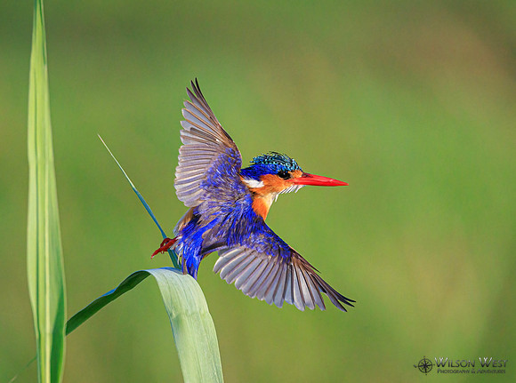 Malachite Kingfisher