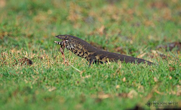 Water Monitor