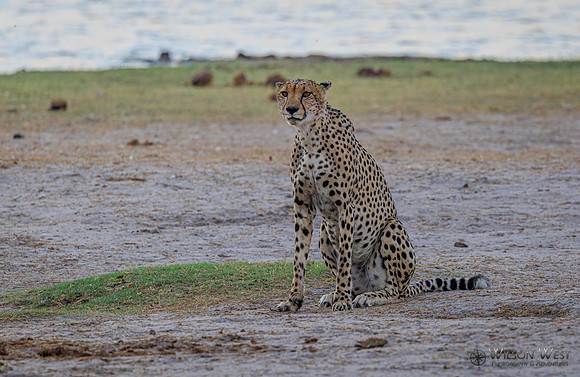 Cheetah