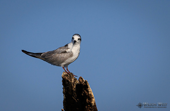 Whiskered Tern