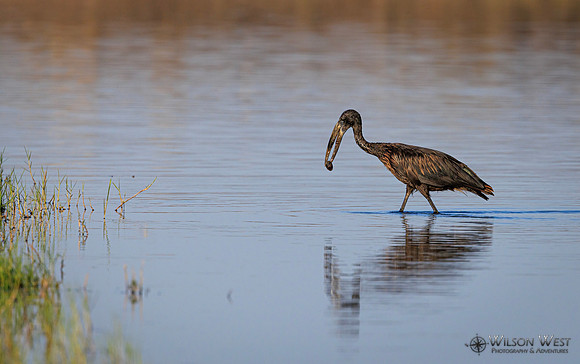 Openbill Stork