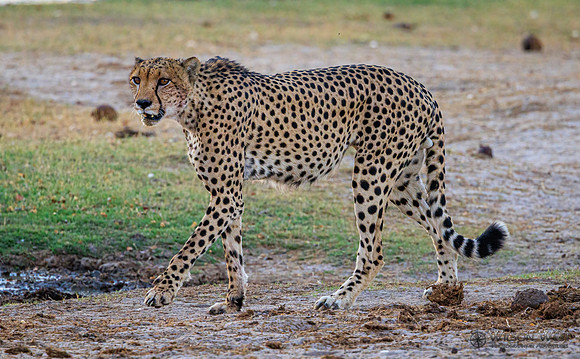 Cheetah