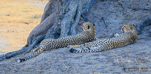 Cheetah