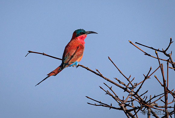 Carmine Bee-eater