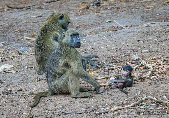 Baboon