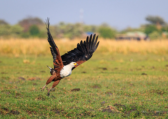 African Fish Eagle