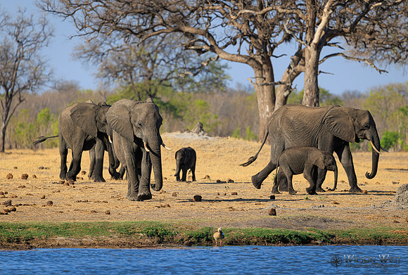 Elephant